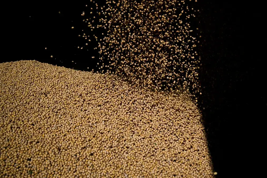 Safra de soja do Brasil