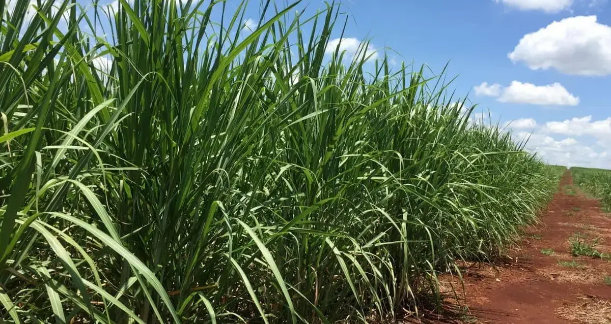 SMTO3 segundo trimestre