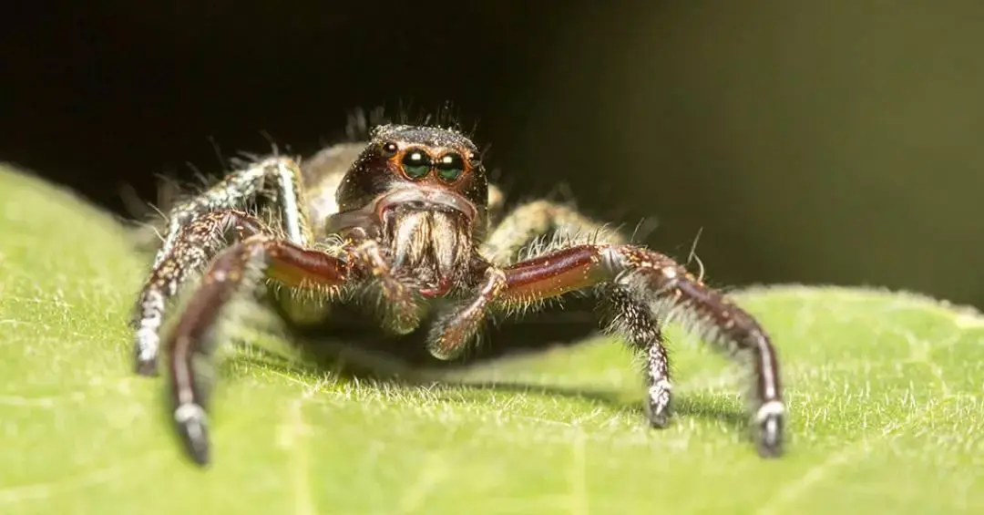 Tipos de visão entre aracnídeos