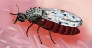 Transmissão do vírus OROV