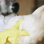 Transmissão entre humanos