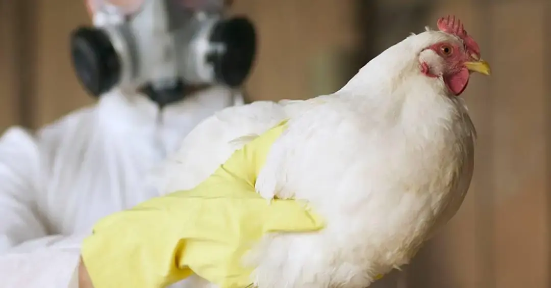 Transmissão entre humanos