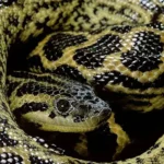 Anacondas gigantes da Venezuela