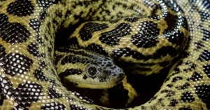 Anacondas gigantes da Venezuela