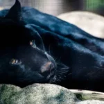 Animais com pelagem preta