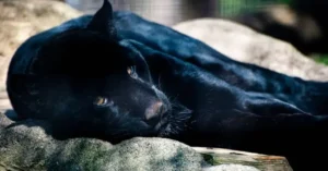 Animais com pelagem preta