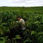 Café robusta de qualidade