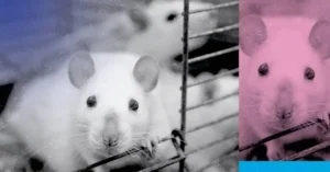 Conservante prejudica fertilidade