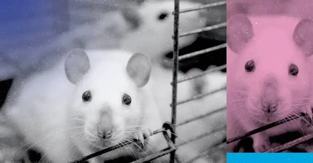 Conservante prejudica fertilidade