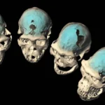 Dentes para desvendar ancestrais