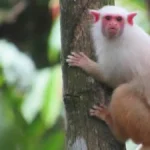 Descobrir espécies da Amazônia