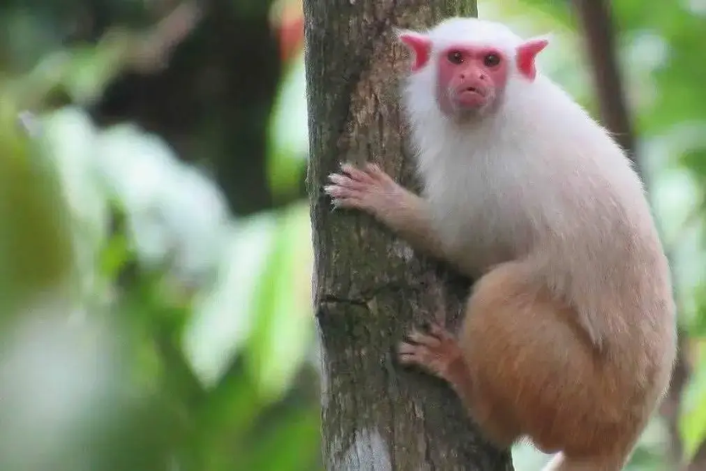 Descobrir espécies da Amazônia