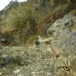 Erradicar gatos selvagens