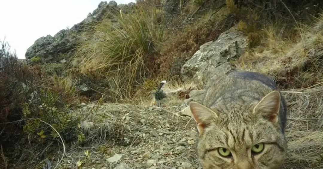 Erradicar gatos selvagens