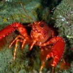 Senciência em crustáceos