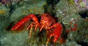 Senciência em crustáceos