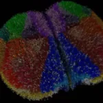 Simulação do cérebro de camundongo