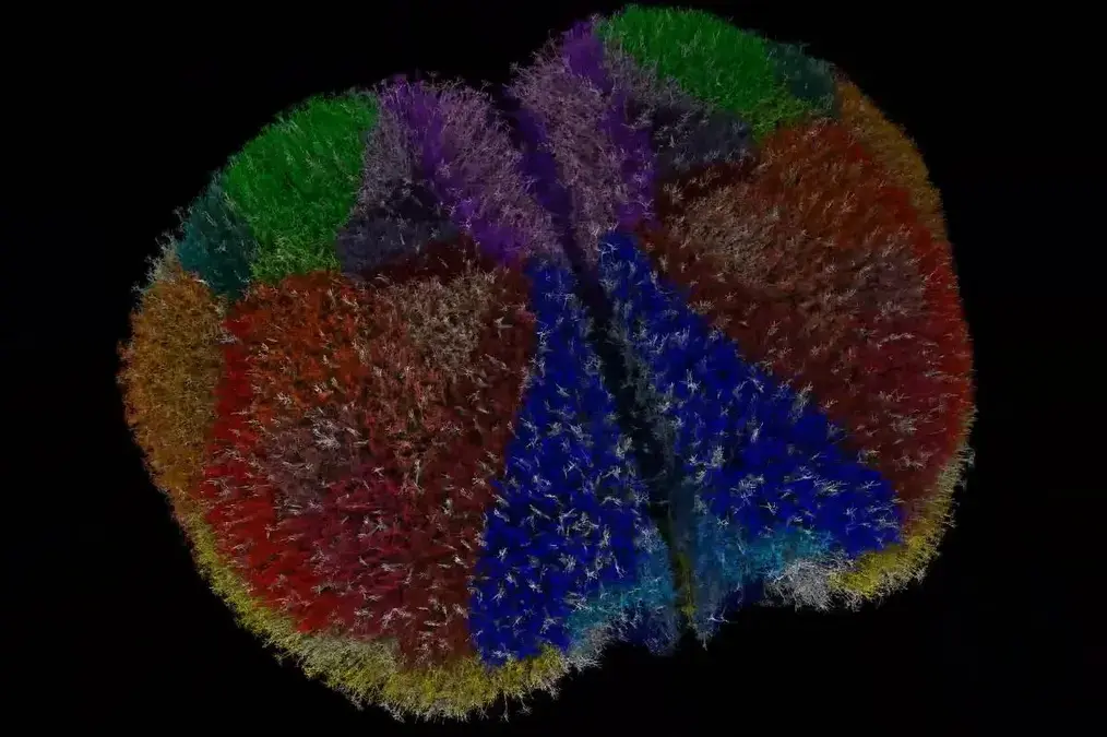 Simulação do cérebro de camundongo