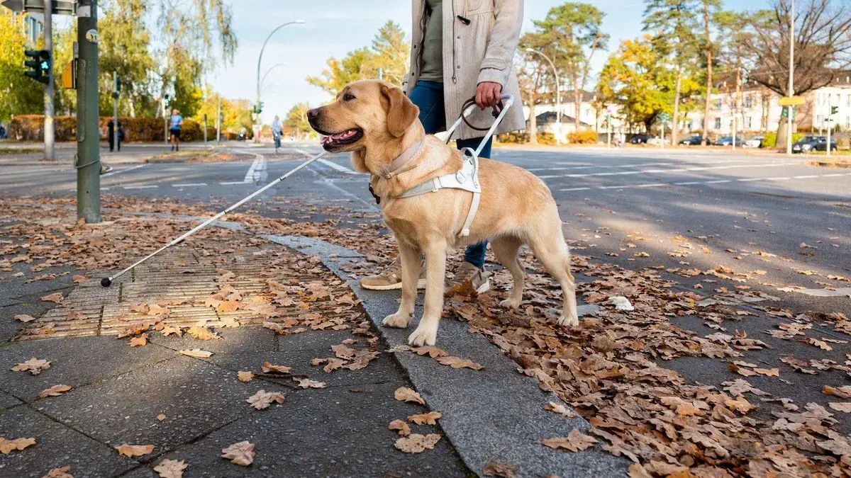 Uber para cão-guia